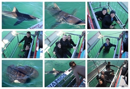 Daily Blog: 08 April 2026 | Shark Cage Diving in South Africa