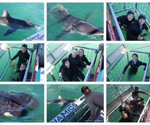 Daily Blog: 08 April 2026 | Shark Cage Diving in South Africa