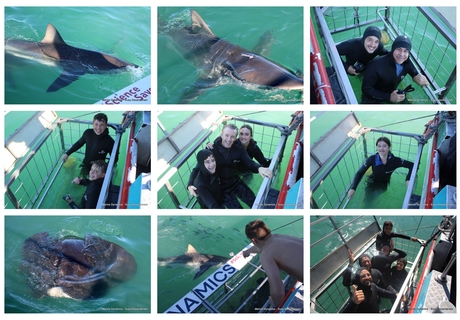 Daily Blog: 08 April 2026 | Shark Cage Diving in South Africa