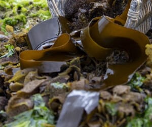 SASSI Sustainable Seafood in Gansbaai