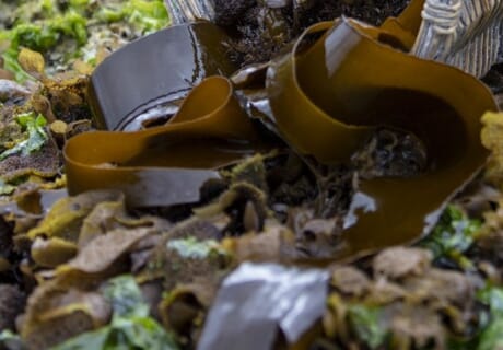 SASSI Sustainable Seafood in Gansbaai