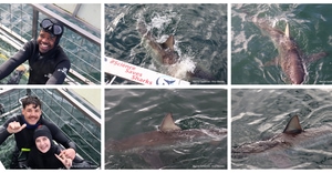 Daily Blog: 14 April 2026 | Shark Cage Diving in South Africa