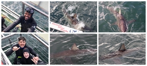 Daily Blog: 14 April 2026 | Shark Cage Diving in South Africa