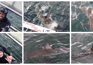Daily Blog: 14 April 2026 | Shark Cage Diving in South Africa