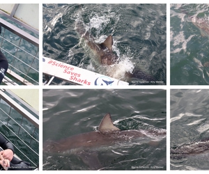 Daily Blog: 14 April 2026 | Shark Cage Diving in South Africa