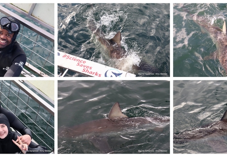 Daily Blog: 14 April 2026 | Shark Cage Diving in South Africa