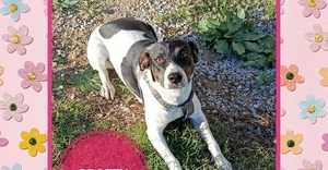 Meet Spotty, 9-Month-Old Female Looking for a Home