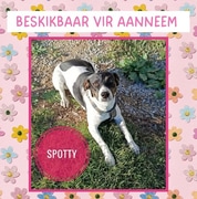 Meet Spotty, 9-Month-Old Female Looking for a Home