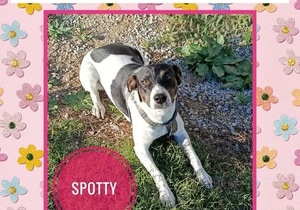 Meet Spotty, 9-Month-Old Female Looking for a Home
