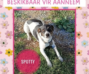 Meet Spotty, 9-Month-Old Female Looking for a Home