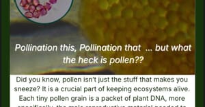 Under the Microscope | Lindelwa’s Pollen Discovery