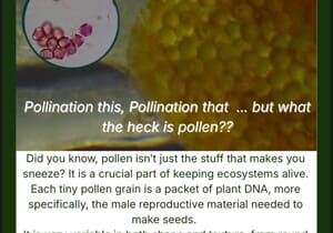 Under the Microscope | Lindelwa’s Pollen Discovery