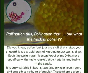 Under the Microscope | Lindelwa’s Pollen Discovery