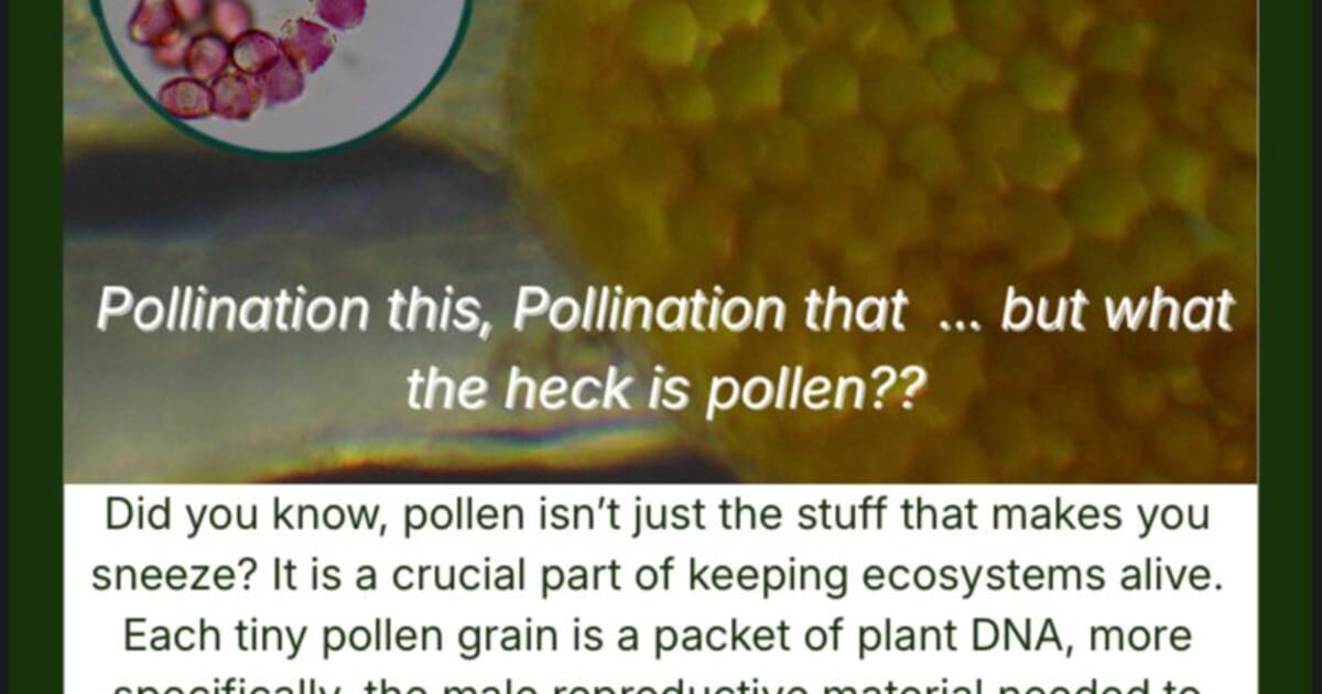 Under the Microscope | Lindelwa’s Pollen Discovery - Grootbos ...