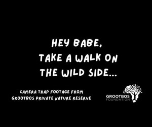 Grootbos Wildlife Caught on Camera Trap