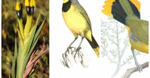 Florilegium Developing Story