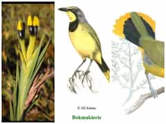 Florilegium Developing Story