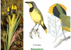 Florilegium Developing Story