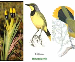 Florilegium Developing Story