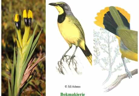 Florilegium Developing Story