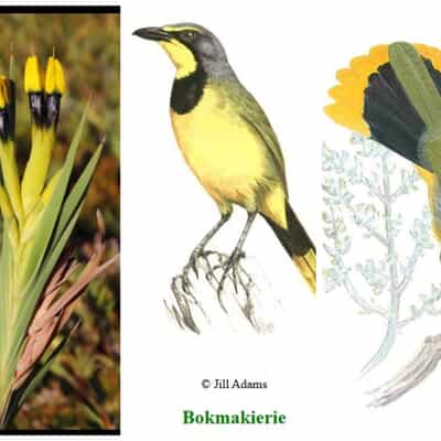 Florilegium Developing Story