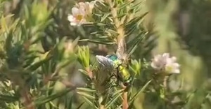 Autumn in Fynbos: The Secret Season of Bloom
