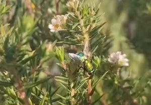 Autumn in Fynbos: The Secret Season of Bloom