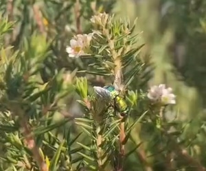 Autumn in Fynbos: The Secret Season of Bloom
