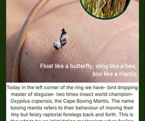 Under the Microscope: Tiny Boxer Ready to Fight