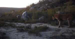 A Wild Start to the Day: Leopard Spotted