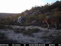 A Wild Start to the Day: Leopard Spotted