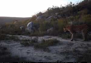 A Wild Start to the Day: Leopard Spotted