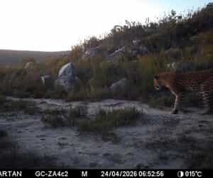 A Wild Start to the Day: Leopard Spotted