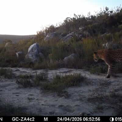 A Wild Start to the Day: Leopard Spotted