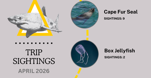 April Shark Sightings and Ocean Magic