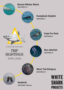 April Shark Sightings and Ocean Magic