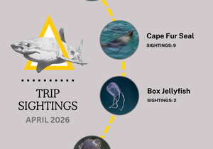 April Shark Sightings and Ocean Magic