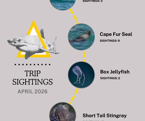 April Shark Sightings and Ocean Magic