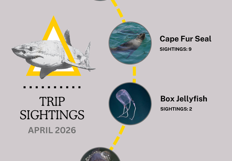 April Shark Sightings and Ocean Magic