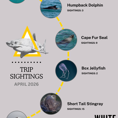 April Shark Sightings and Ocean Magic