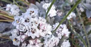 Simple Beauty in Bloom
