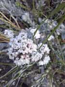 Simple Beauty in Bloom