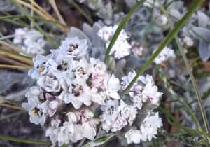 Simple Beauty in Bloom