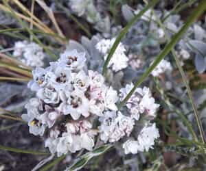 Simple Beauty in Bloom