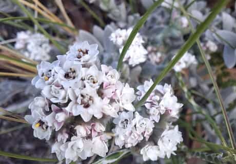 Simple Beauty in Bloom