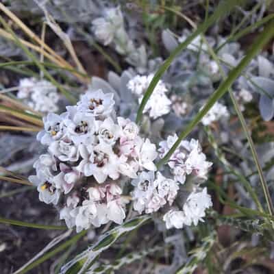 Simple Beauty in Bloom
