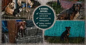 GIVE A DOG SHELTER THIS WINTER