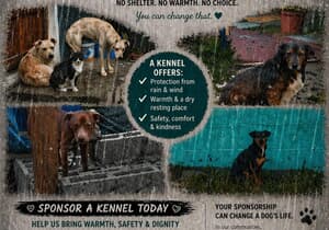 GIVE A DOG SHELTER THIS WINTER