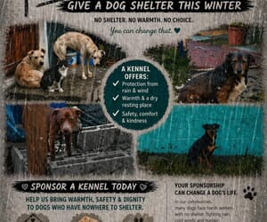GIVE A DOG SHELTER THIS WINTER