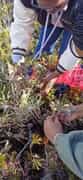 Stellenbosch Fynbos Cancer Research at Grootbos